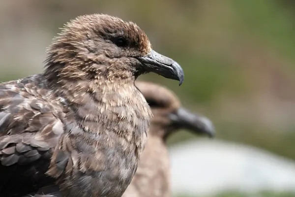 Australia Confirms First H5 Bird Flu Detection in Wild Seabird