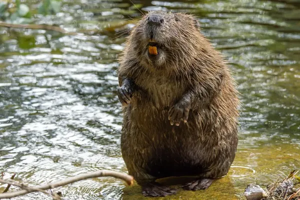 Beavers Transform Swiss Wetlands Into Major Carbon Sinks