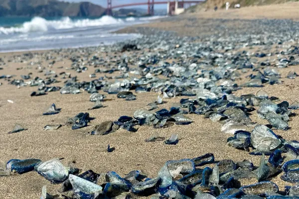 Blue Jellylike Creatures Wash Up on California Beaches