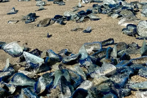 Blue Jellylike Creatures Wash Up on California Beaches
