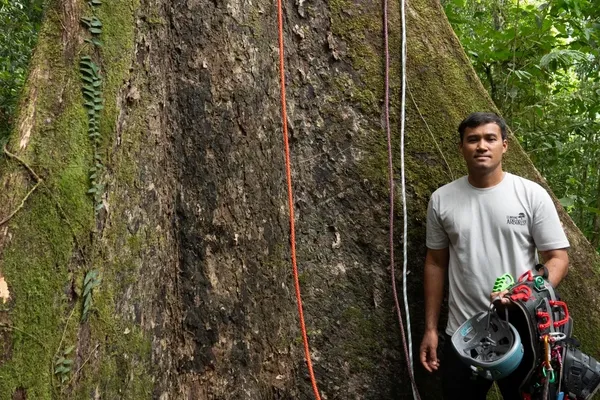 Borneo Climber Scales Tallest Tropical Tree in Danum Valley