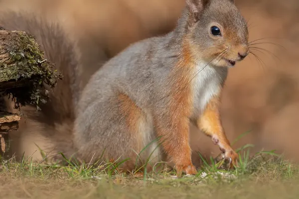 British Wildlife Will Replace Historical Icons on New Banknotes