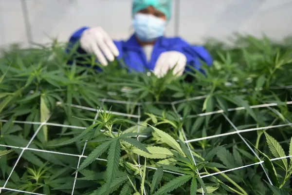 Cannabinoid Review Finds Sparse Evidence for Mental Health Use