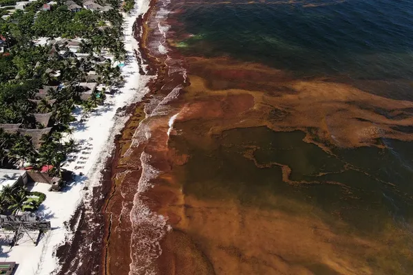 Record Sargassum Loads Caribbean Shores With New Costs