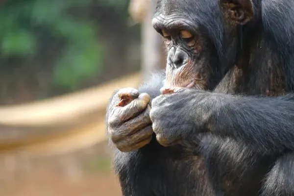 Chimpanzee Civil War Offers Clues to Human Conflict Roots