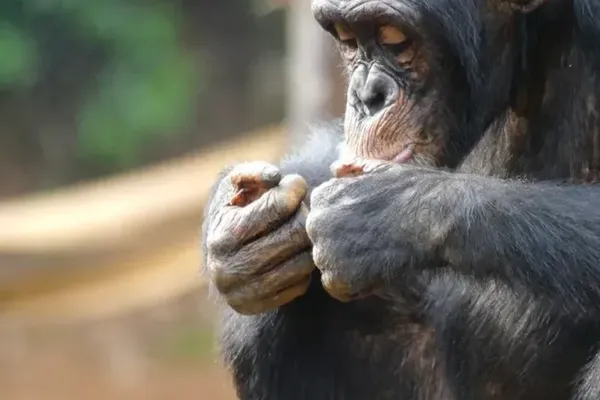 Chimpanzee Civil War Offers Clues to Human Conflict Roots