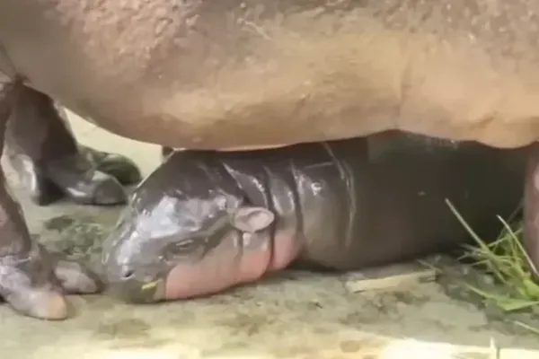 Colombia Authorizes Cull of Escobar's Feral Hippos