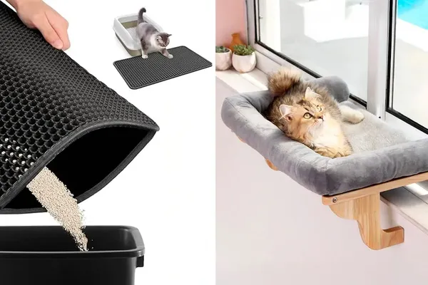 Feline Wellness Trends Drive Surge in Odd Pet Products