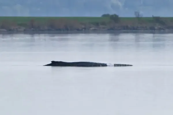 German Rescuers Deploy Air Cushions to Save Stranded Whale