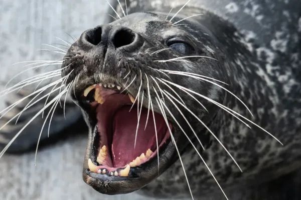 Harbor Seal Whiskers Reveal How Predators Track Fish