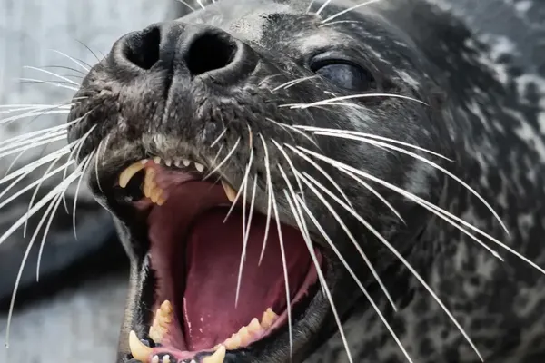 Harbor Seal Whiskers Reveal How Predators Track Fish