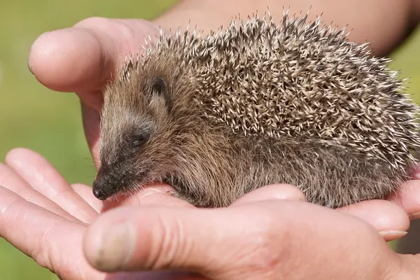 Ultrasound Tones May Save Hedgehogs From Road Mortality