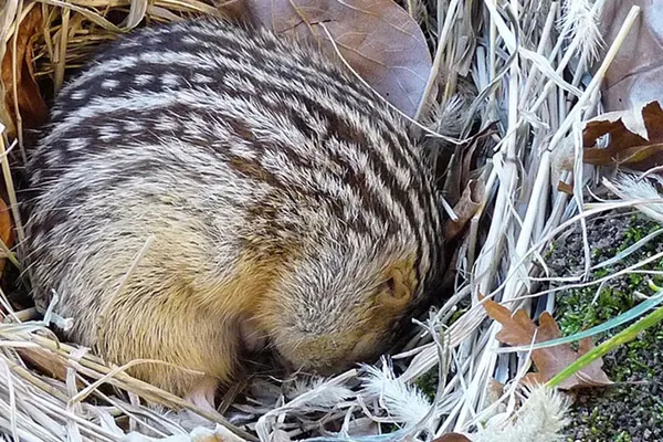 Microbes Keep Hibernating Squirrels From Starving