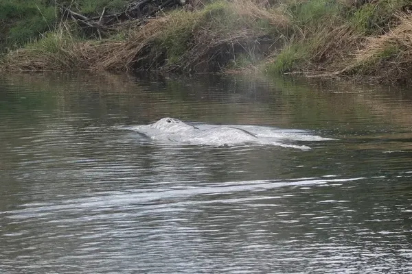 Hunger Kills Young Gray Whale in Washington River