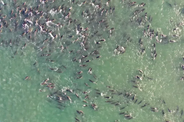 Orca Hunting Linked to Mass Dolphin Strandings in Argentina