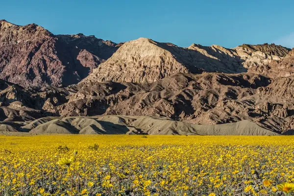 Death Valley Superbloom Draws Crowds After Rare Desert Bloom