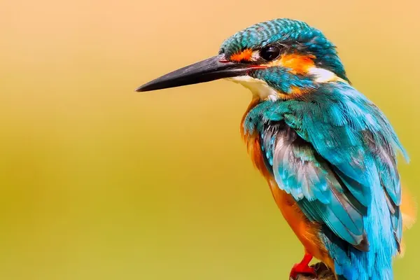 Intensive Farming Accelerates Bird Population Loss in US