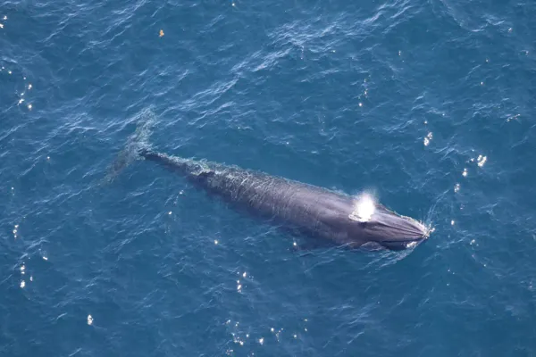 Interior Department Considers Gulf Drilling Exemption