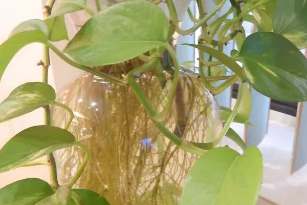 LeafyPod Smart Planter Maintains Life During Long Absence