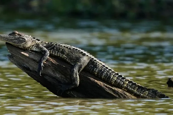 Louisiana Man Fleeing Police Attacked by Alligator