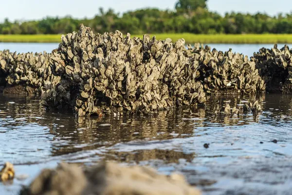 Oysters Enlist Microbes to Survive Warming Oceans