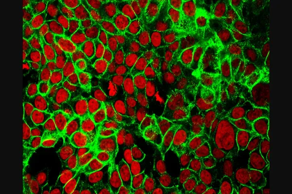 New Research Targets Drivers of Liver and Colon Cancer