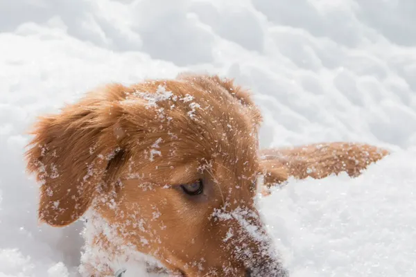 Ski Patrollers Train New Generation of Avalanche Dogs