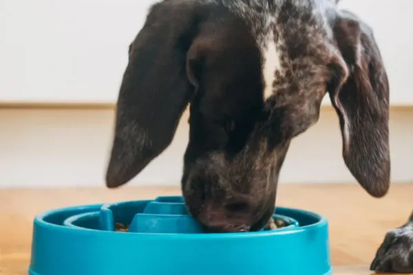 Slow Feeders Change How Pet Owners Manage Health Risks