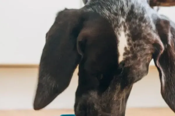 Slow Feeders Change How Pet Owners Manage Health Risks