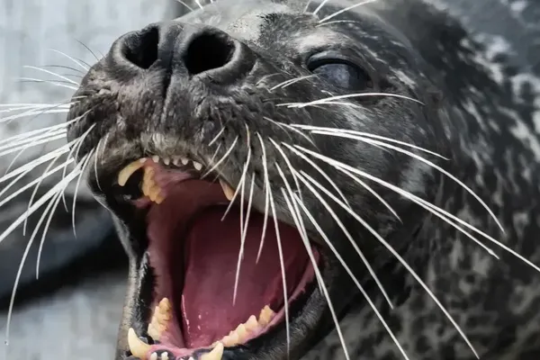Washington State Man Arrested for Harassing Hawaiian Monk Seal