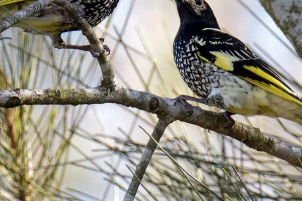 Wild Mentors Save Regent Honeyeater Song from Extinction